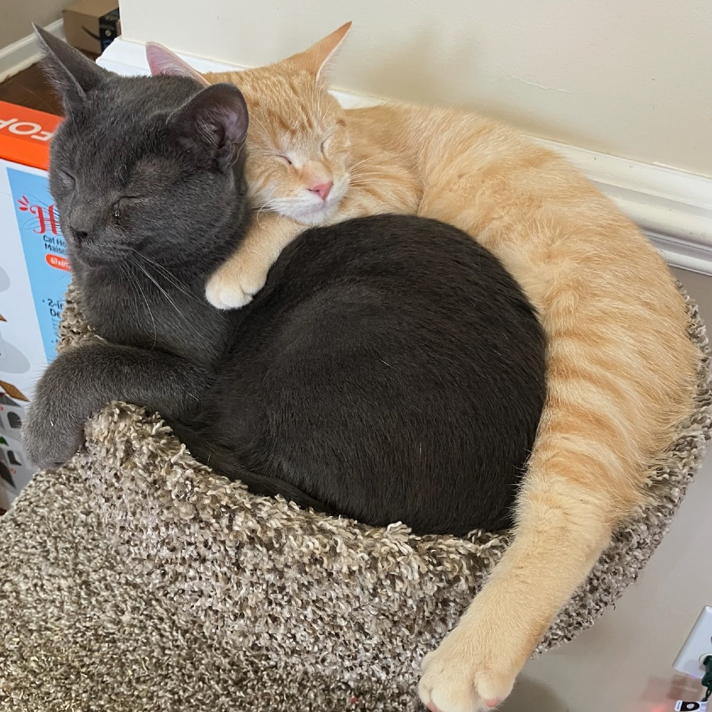 Star — thumbnail 3