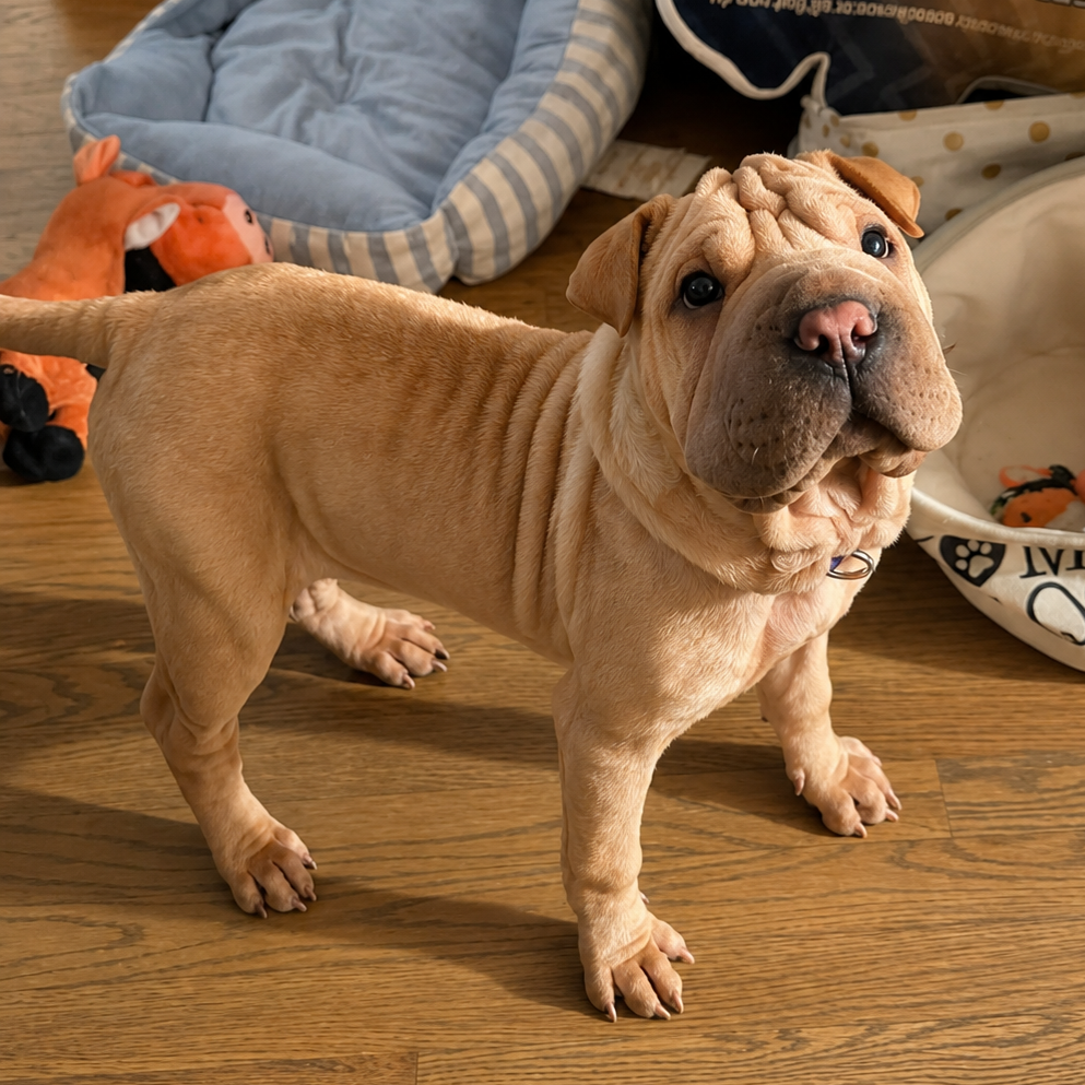 Harlow Image