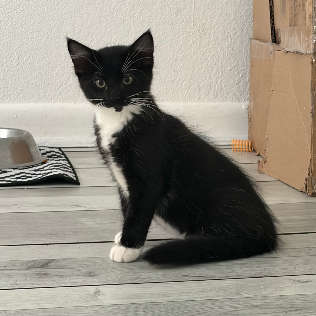 Periwinkle