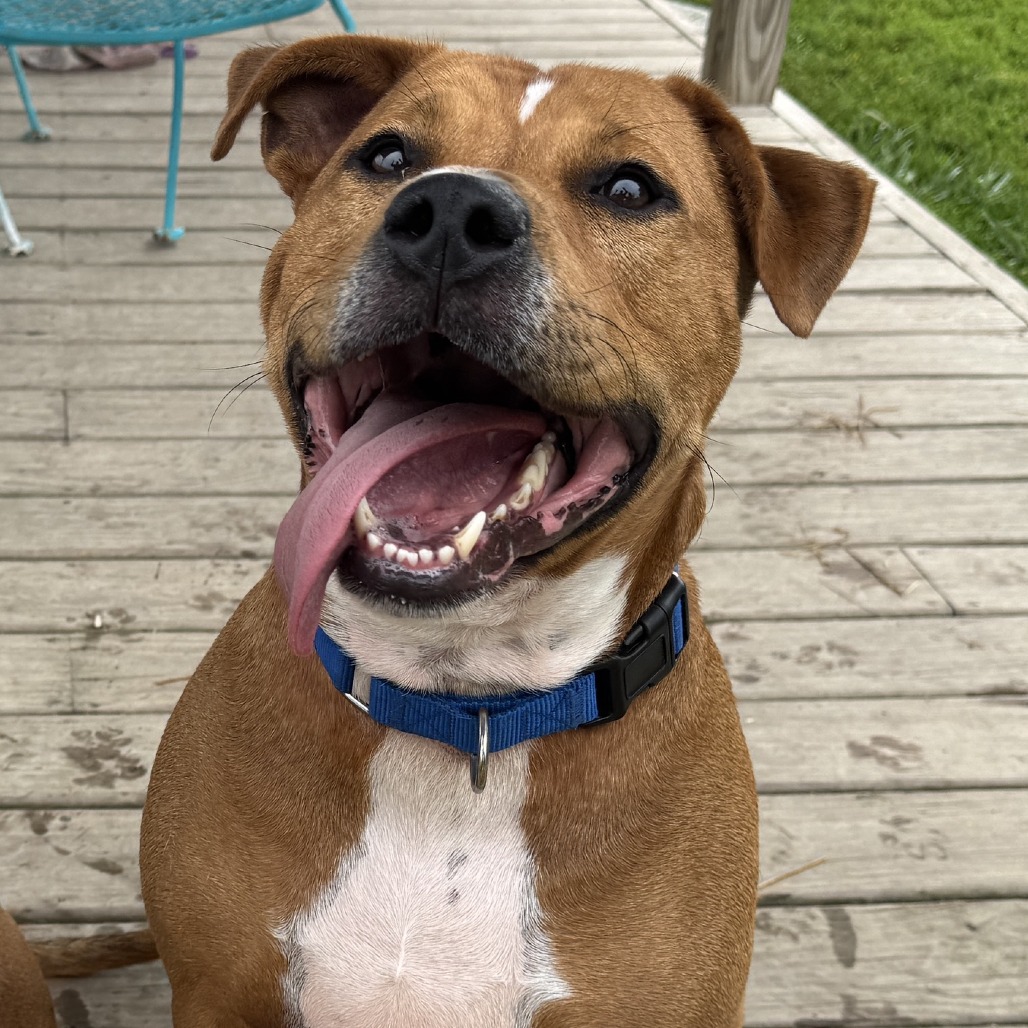 JERRY - Mixed Breed (Large) available for adoption