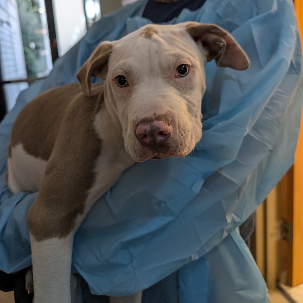 LOUELLEN - Terrier / American Pit Bull available for adoption