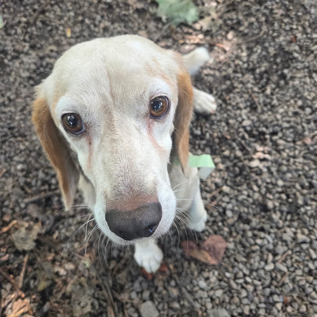 Gomer, photo 2