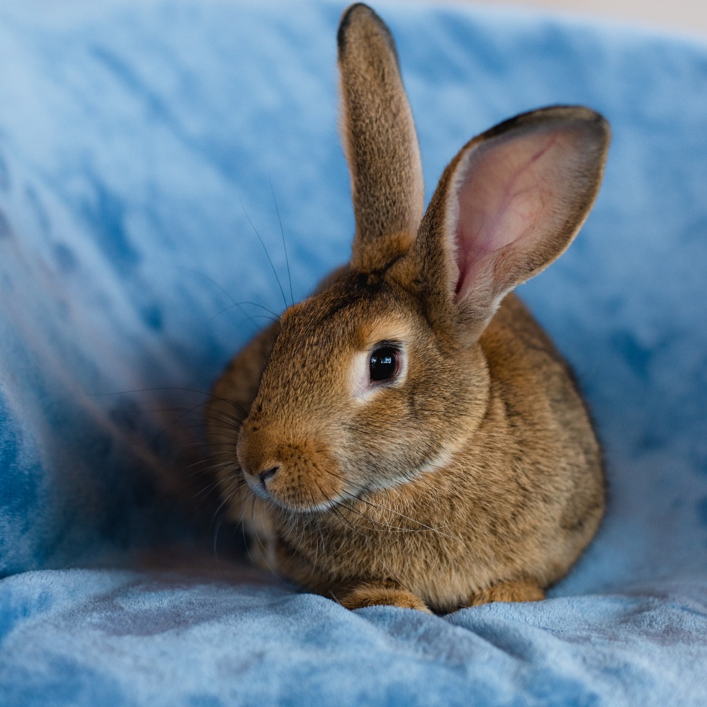 JOAN JETT - Other available for adoption
