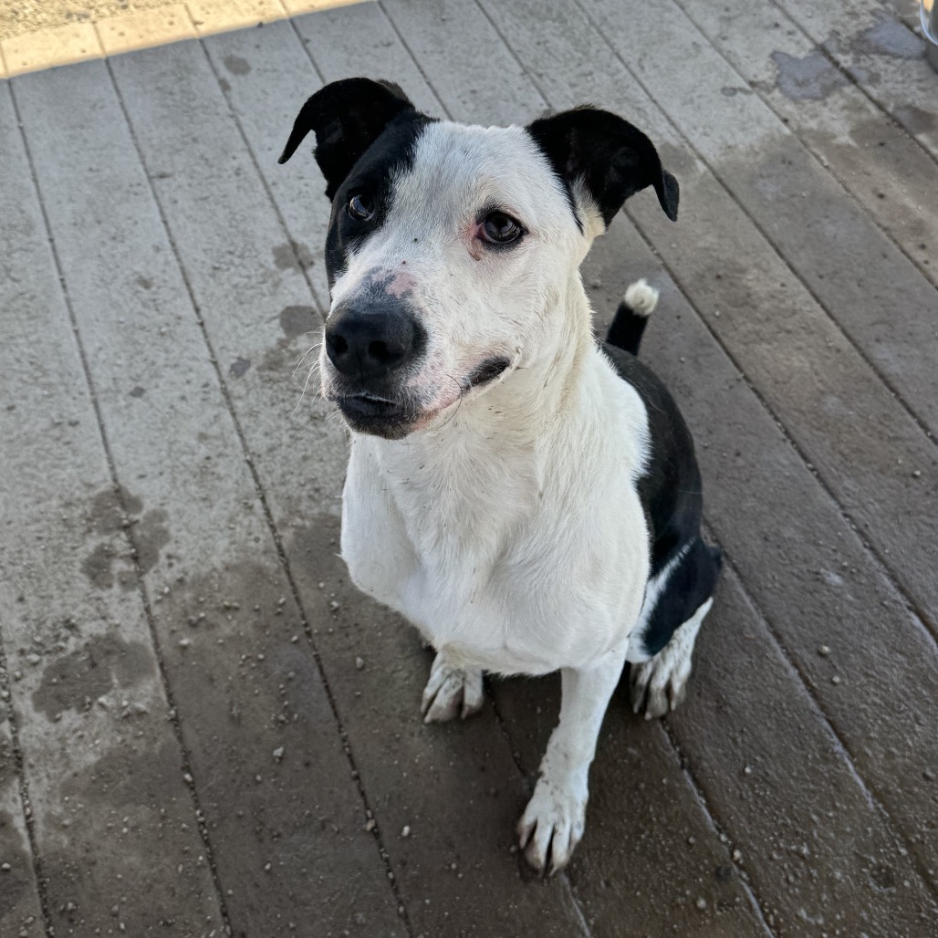 Gus