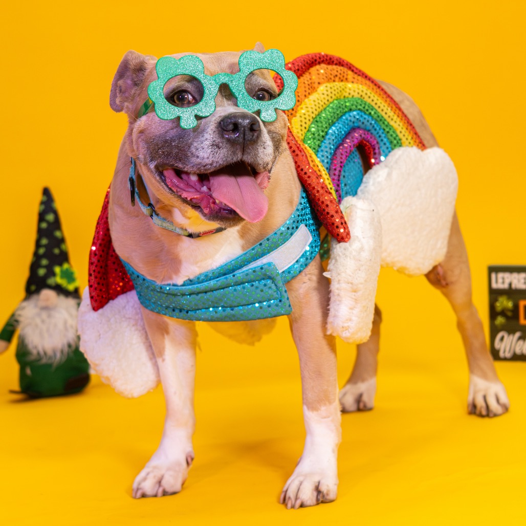 Sugar Cookie, additional photo