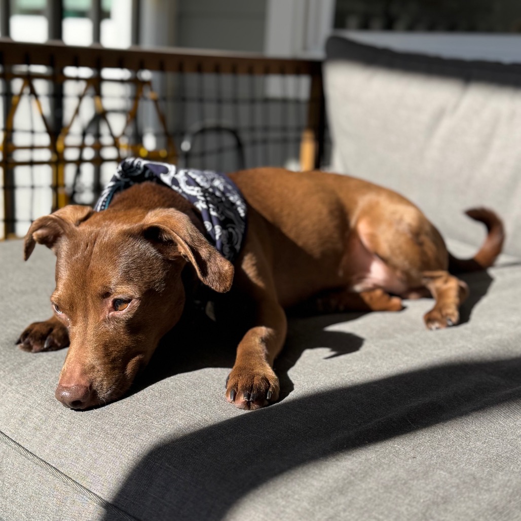 Thatch — thumbnail 3