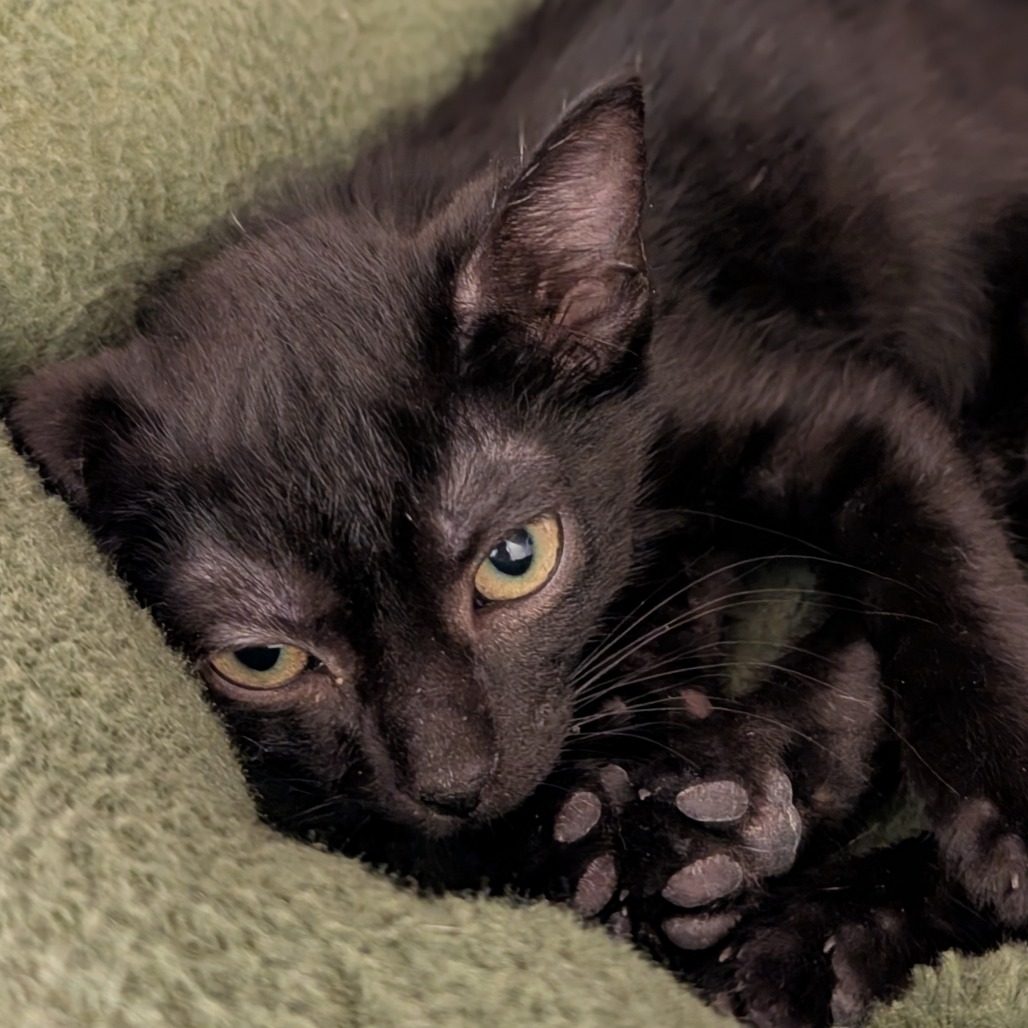 NUTMEG - Domestic Shorthair available for adoption