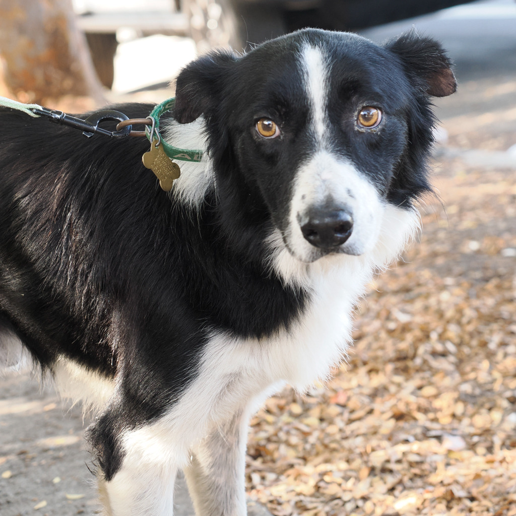 MITCH