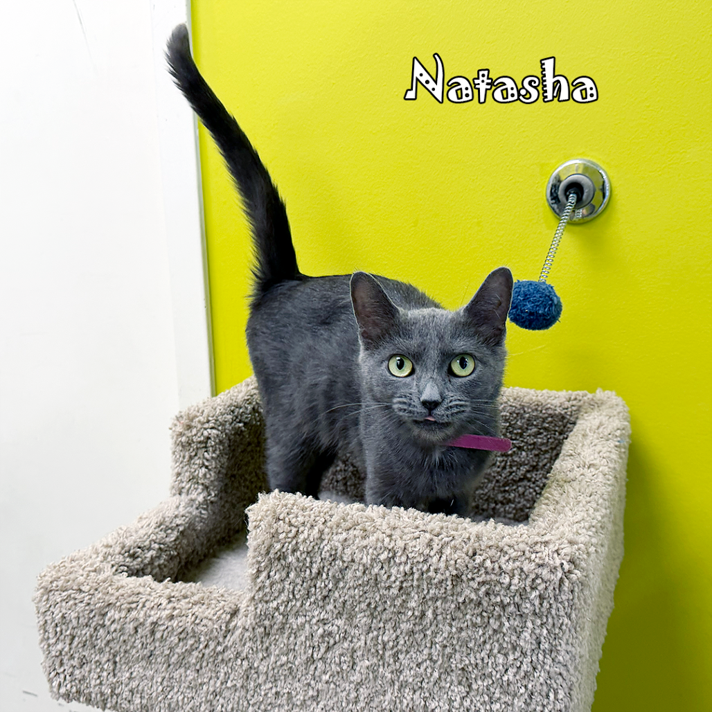 Natasha, an adoptable cat