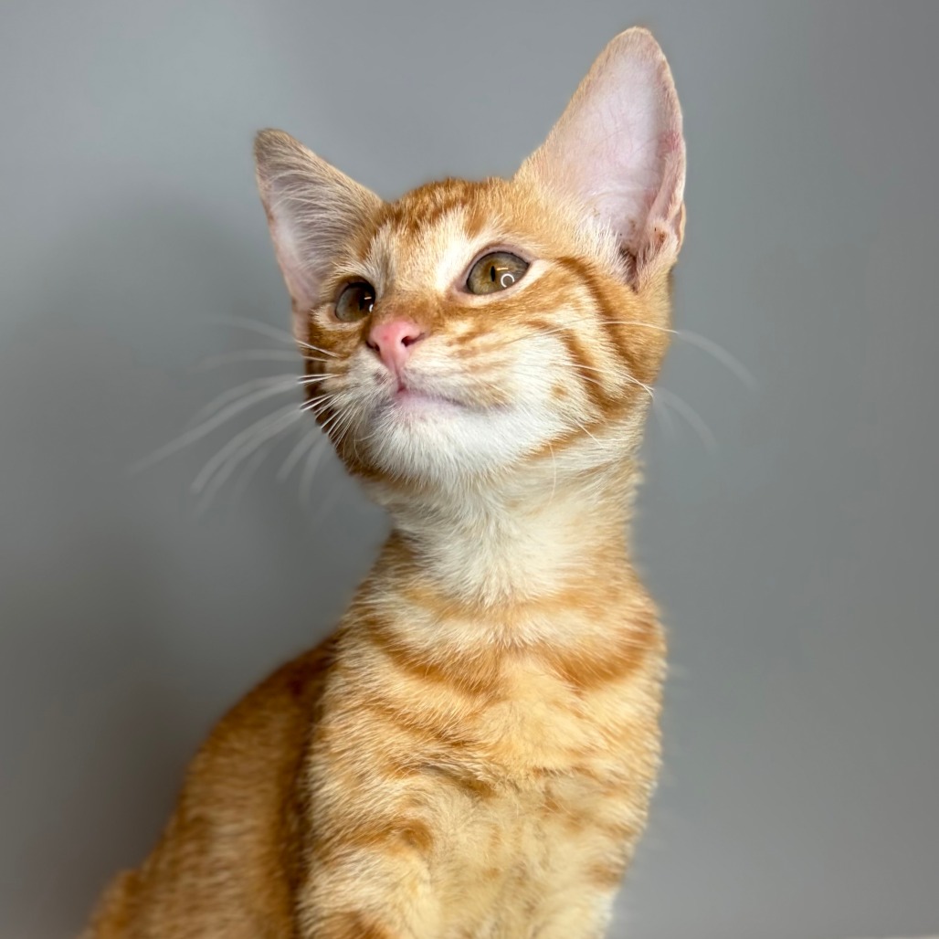 MICHAEL - Domestic Shorthair available for adoption