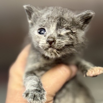 Cinderella (aka Itty Bitty) — thumbnail 2