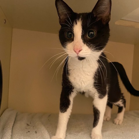 JELLY FISH - Domestic Shorthair available for adoption
