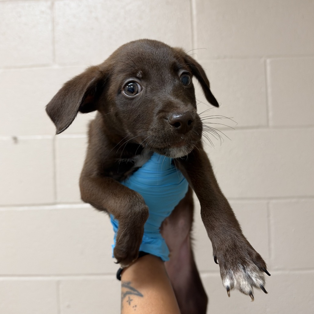 Scout