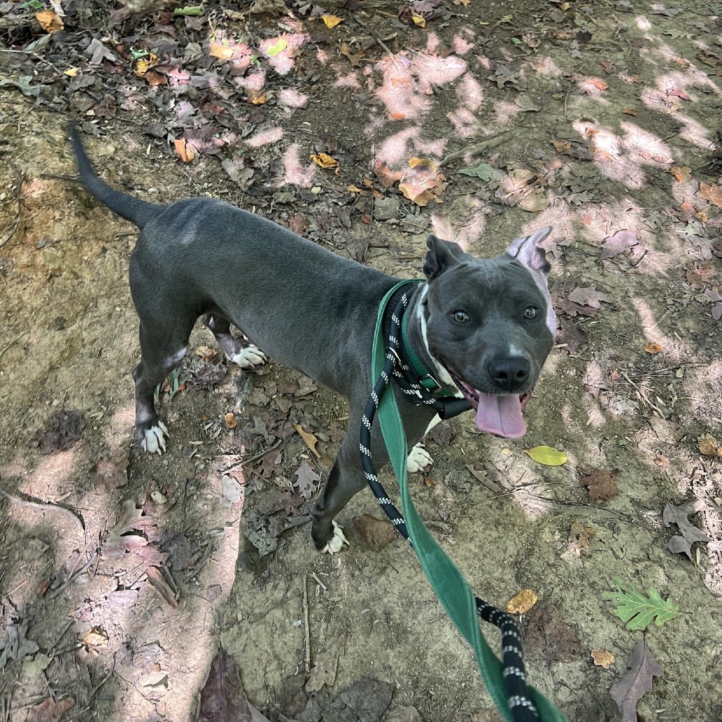 Molly-Fox8, photo 6