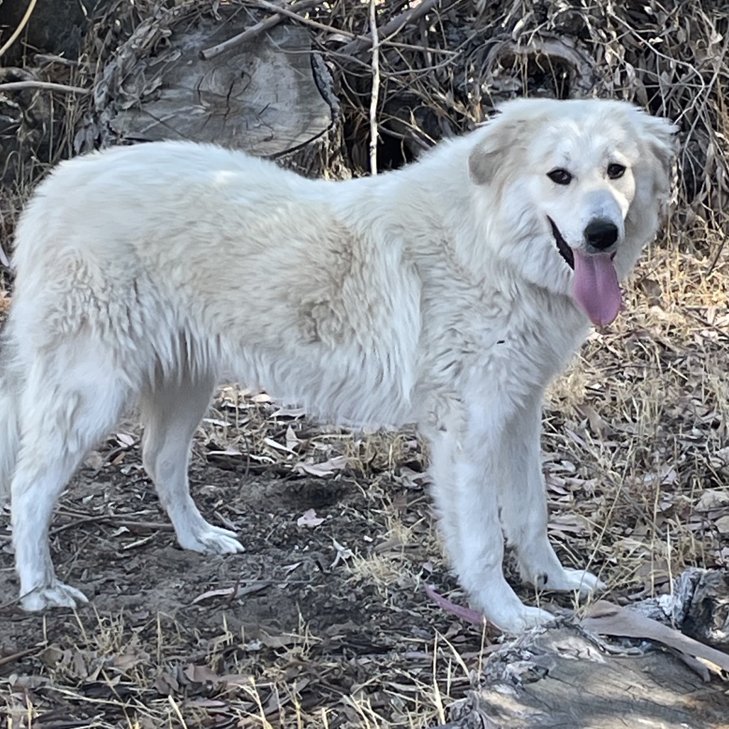 SOPHIE, photo 4