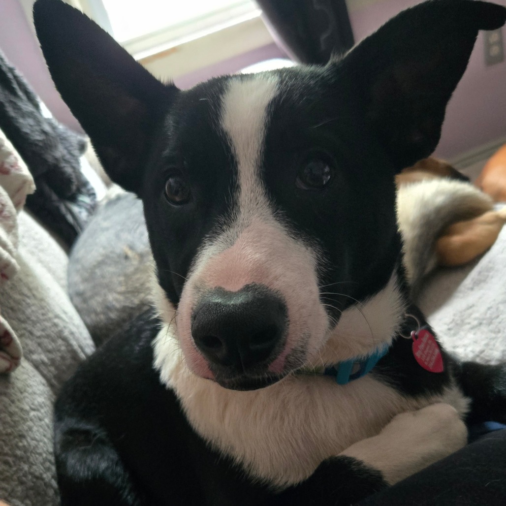 Alonzo