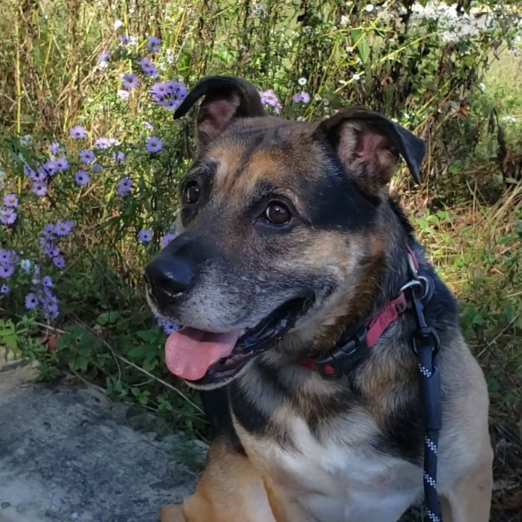 Ranger, photo 12