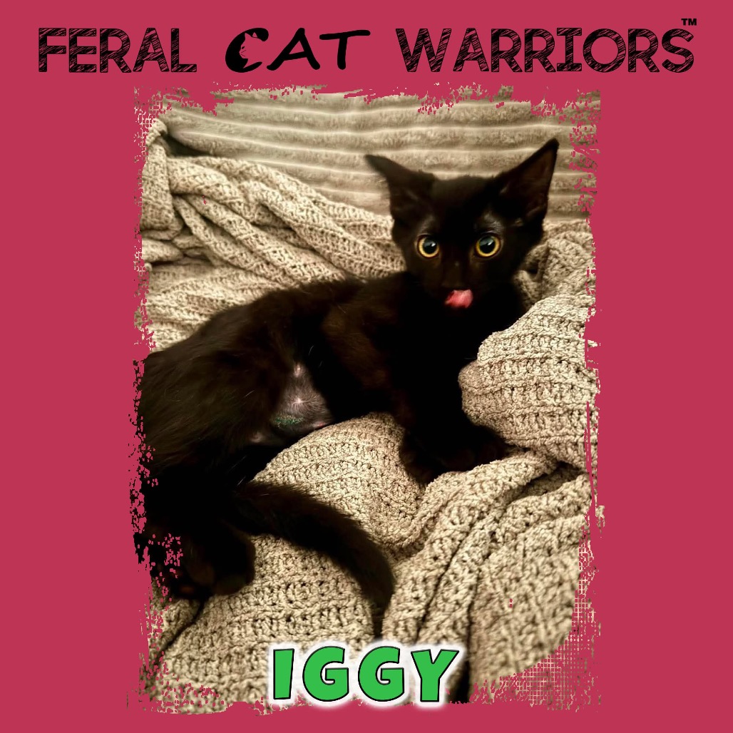 Iggy