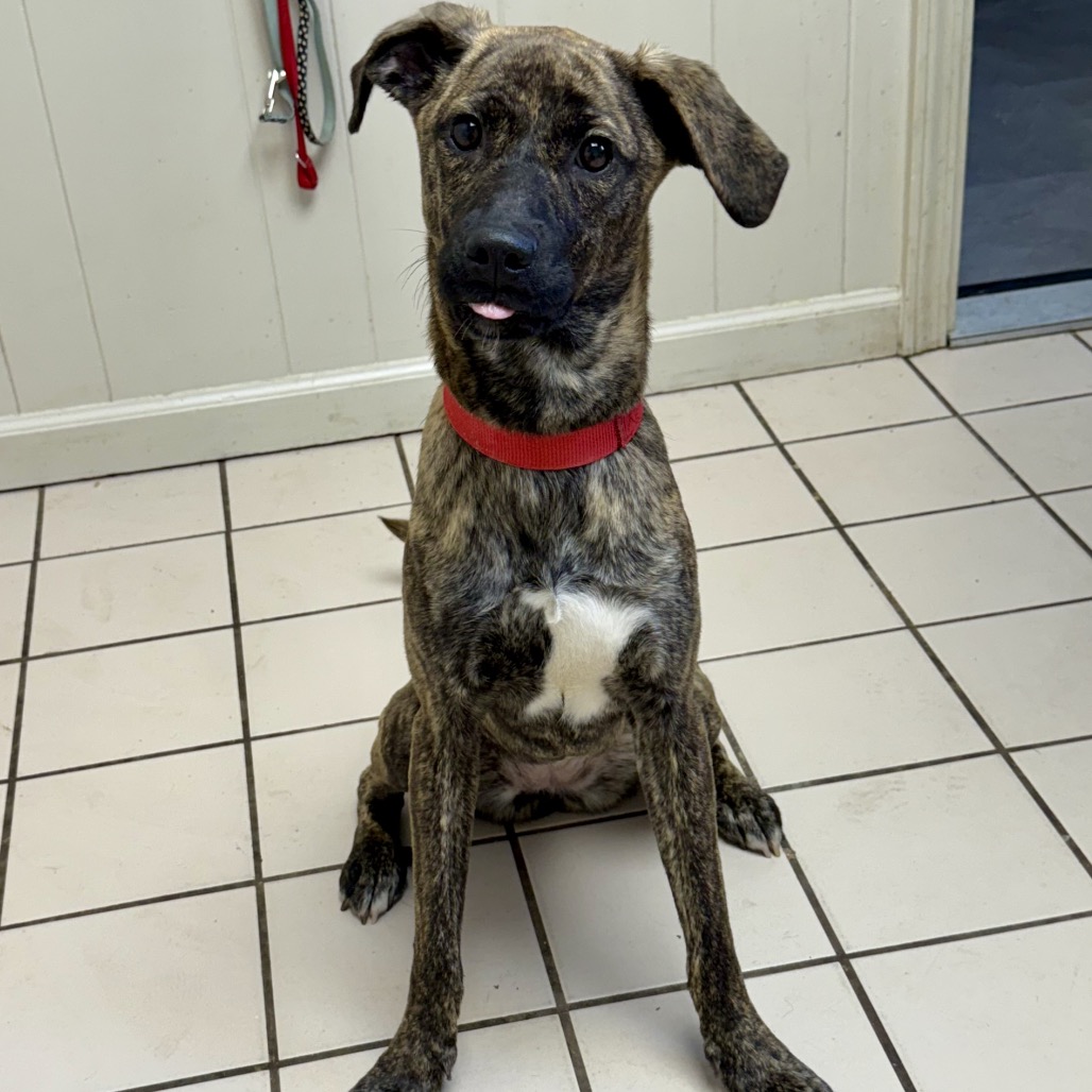  Photo of TUSC-Stray-83580