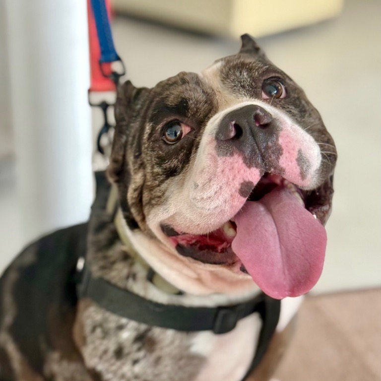 Photo of Ronnie playing