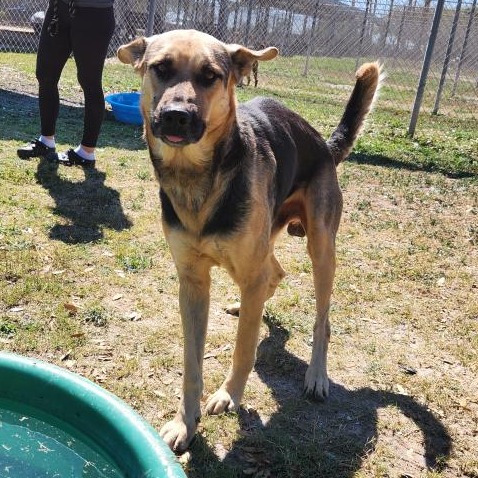 Duke photo 12