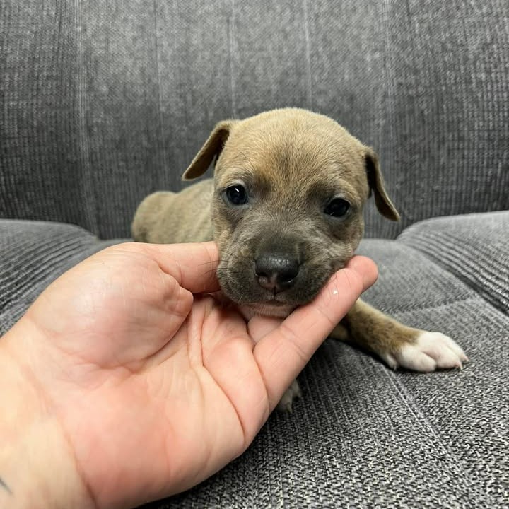 FREDDIE - Terrier / Mix available for adoption