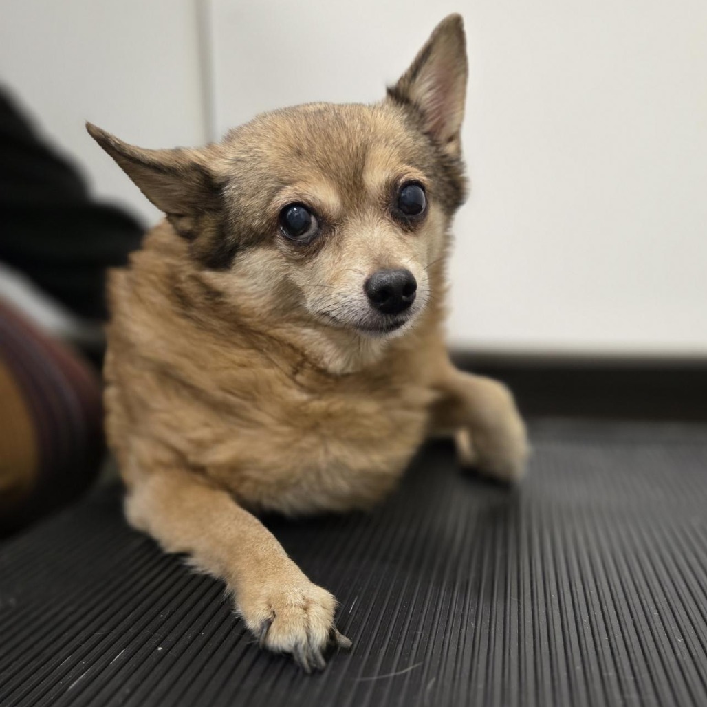 POLLIE ROLLIE - Mixed Breed (Small) available for adoption