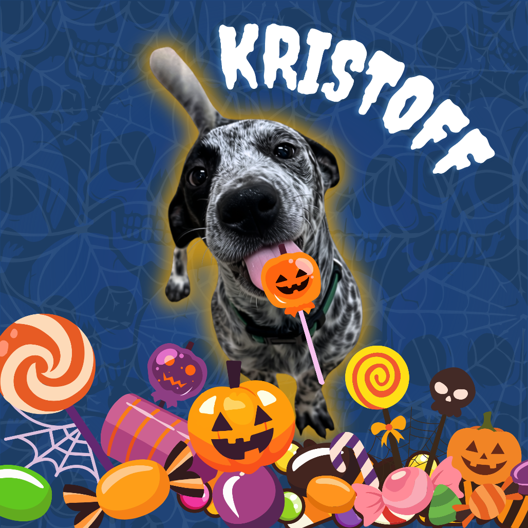 KRISTOFF - American Blue Heeler available for adoption