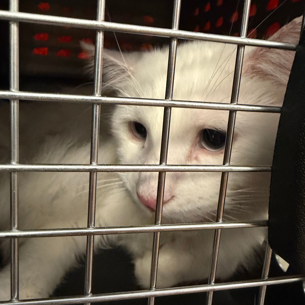 Photo of Found Cat 3
