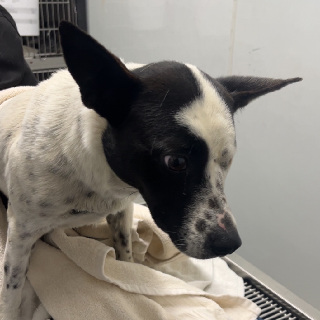 Zaya — thumbnail 2