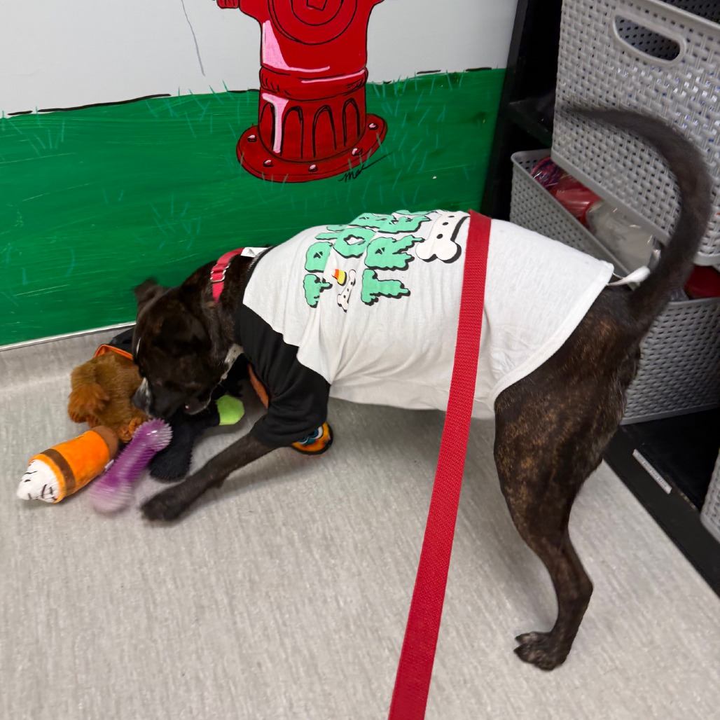 Gage, photo 39