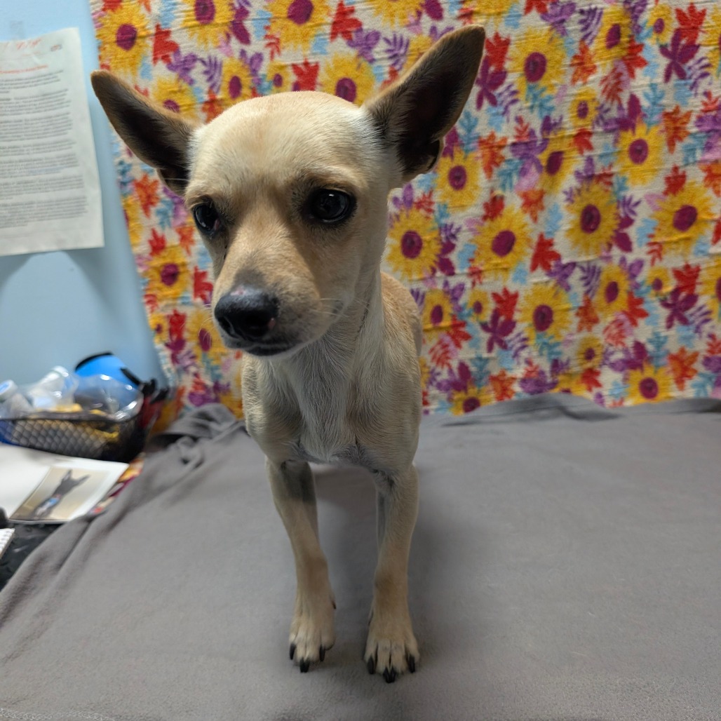 Gordon — thumbnail 5