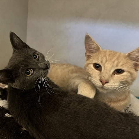 FELIX FANG - Domestic Shorthair available for adoption