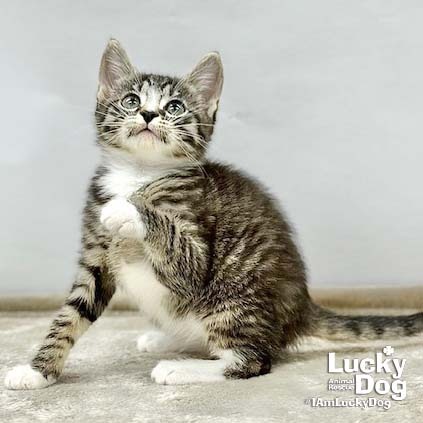 LIVIA - Domestic Shorthair available for adoption