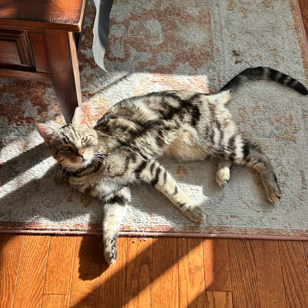 Suki — thumbnail 3