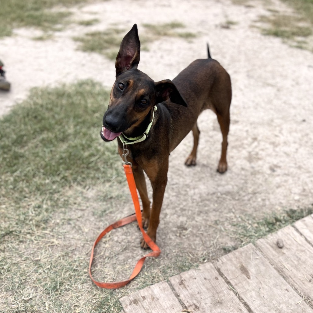 Dottie , available for adoption at PVAS