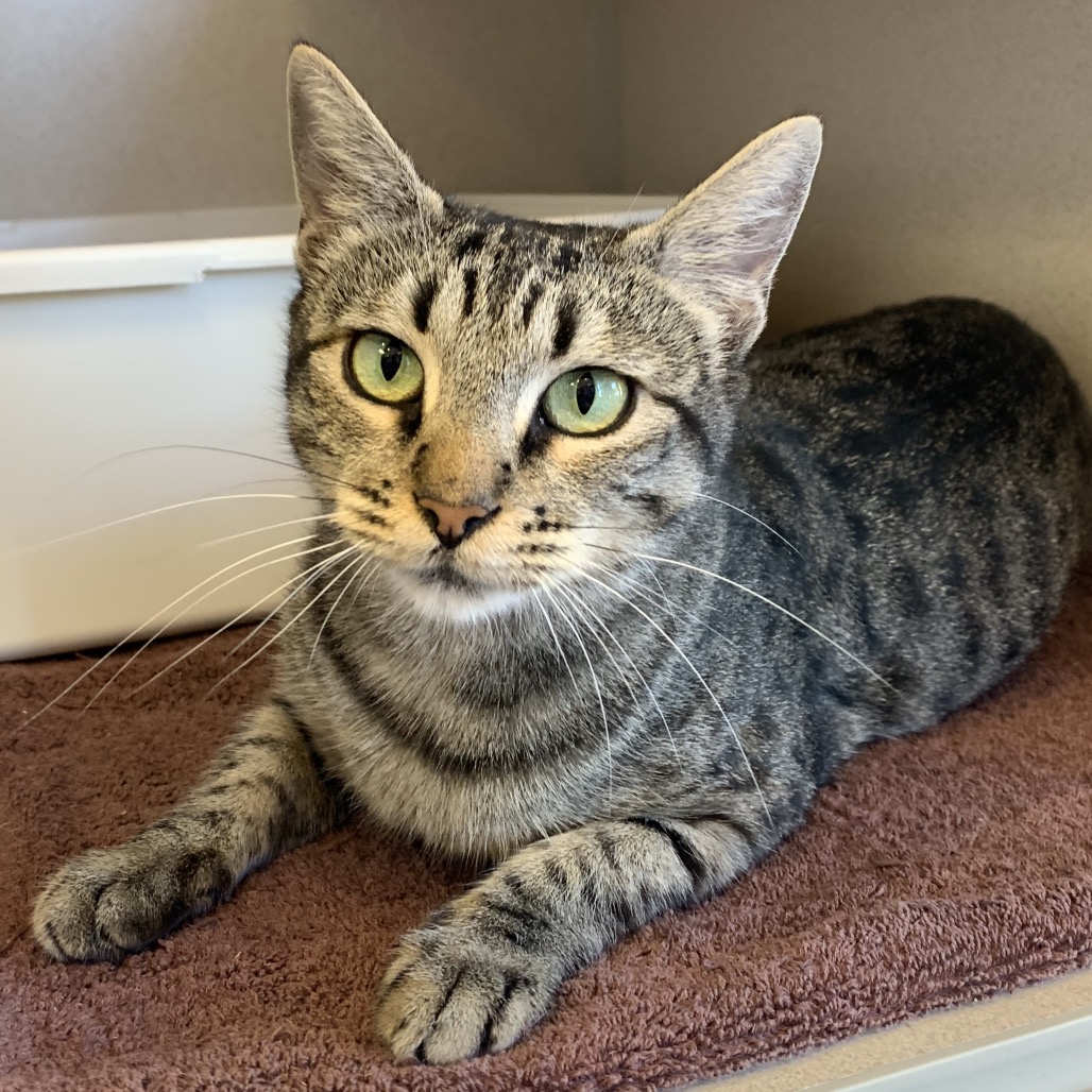 Jane - Domestic Shorthair
