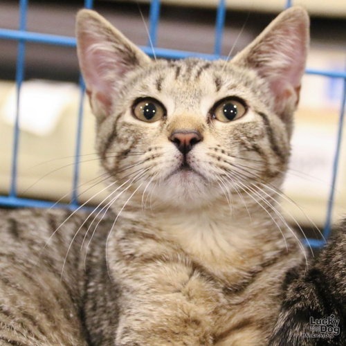 CHATTY CATHY - Domestic Shorthair available for adoption