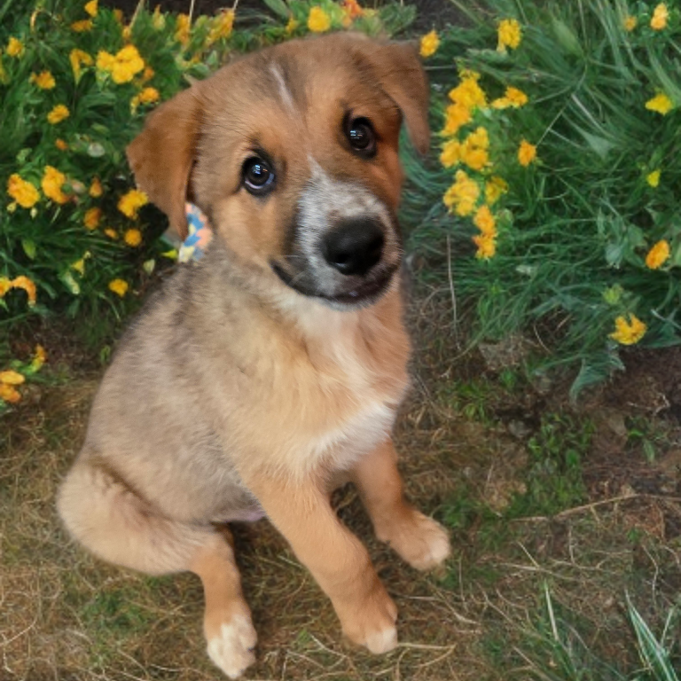 Carter, a 3 months Male Shepherd, German/Husky available for adoption through Lost & Found