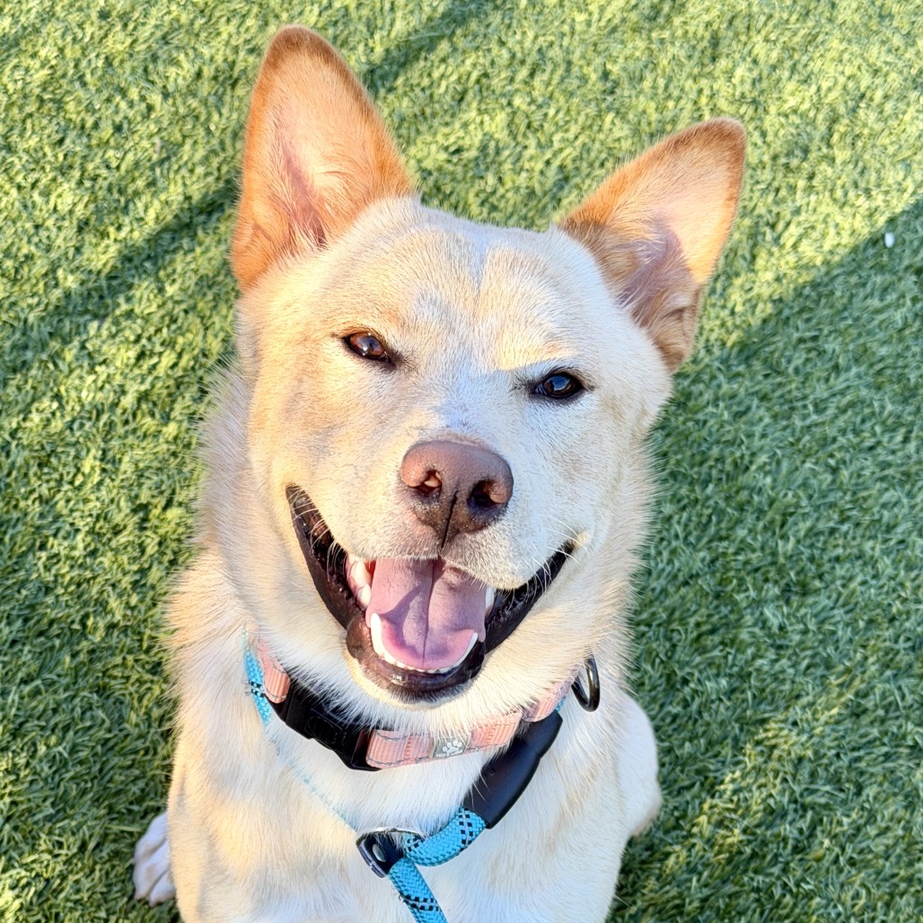 DINGO - Mixed Breed (Medium) available for adoption