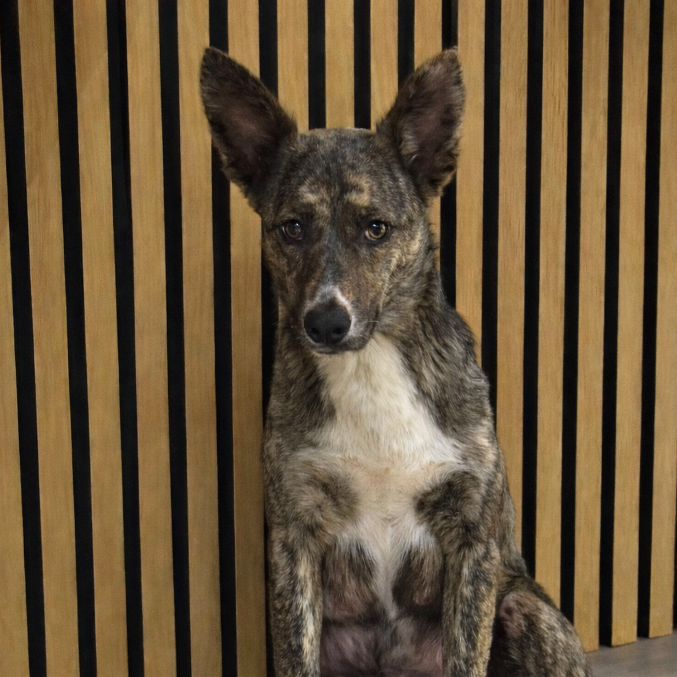 Oolong Tea — thumbnail 11