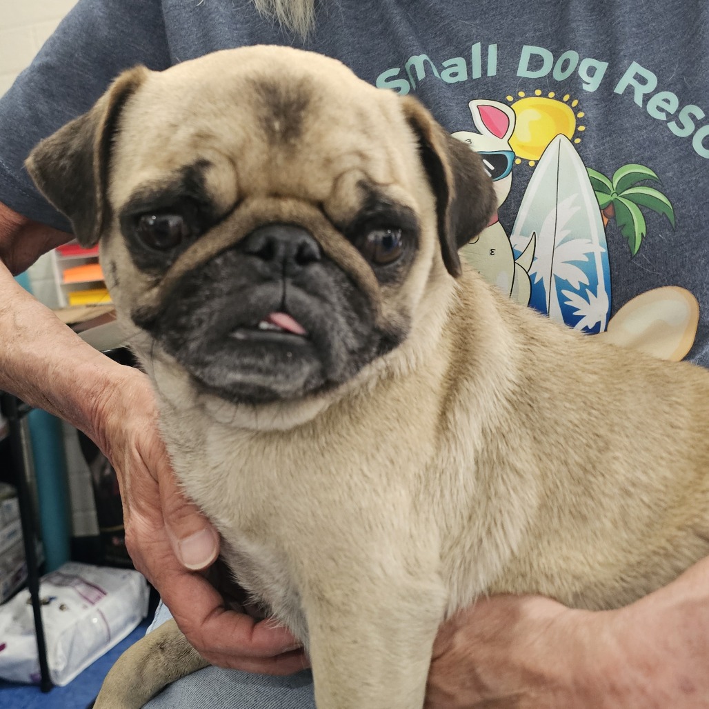 Miss Mickey **STRAY HOLD UNTIL 4/26/26**