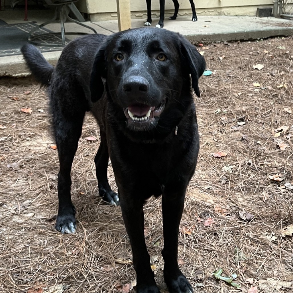 ALPHARETTA - Andy