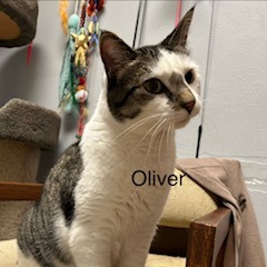 Oliver--In Foster, photo 5