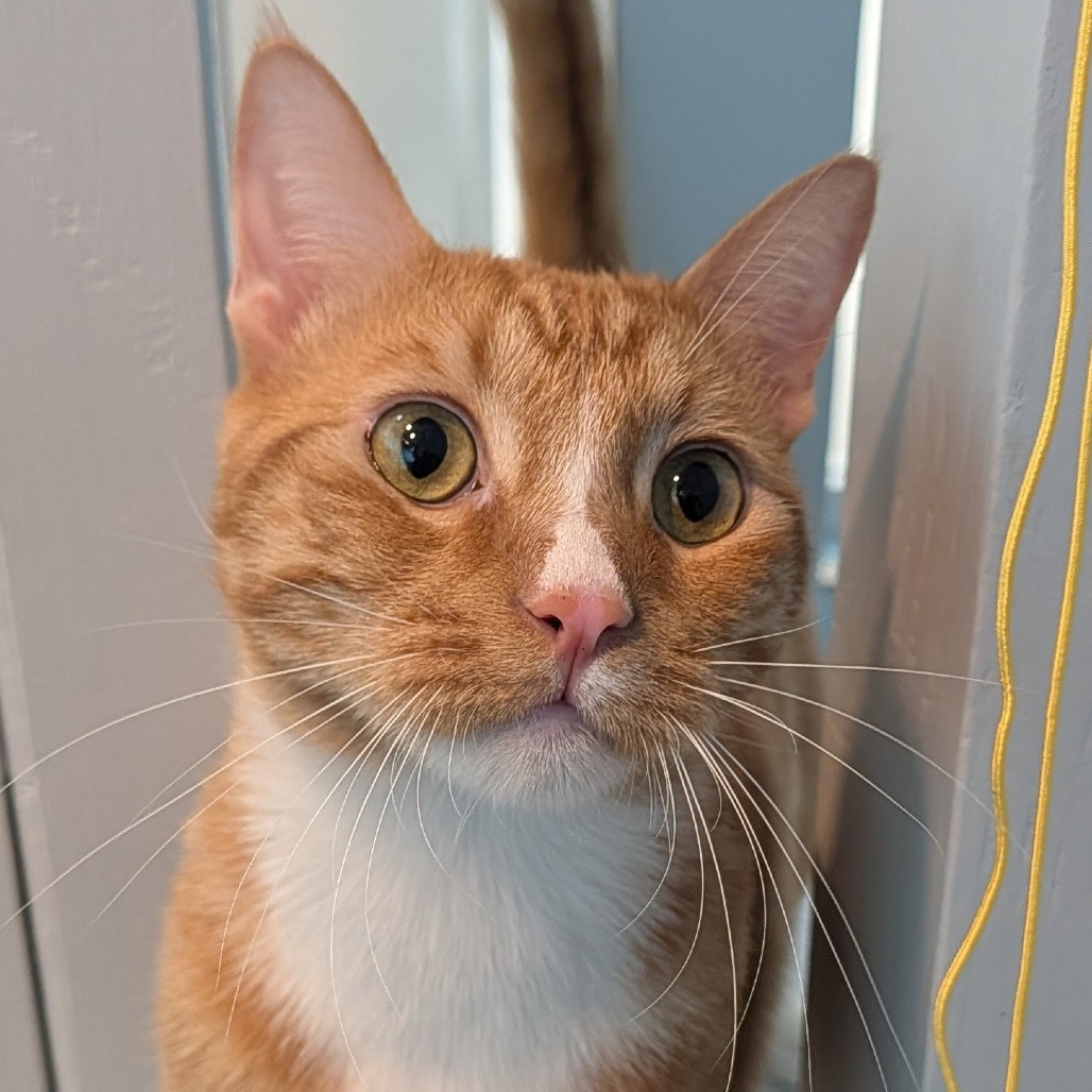 Simba the Cat
