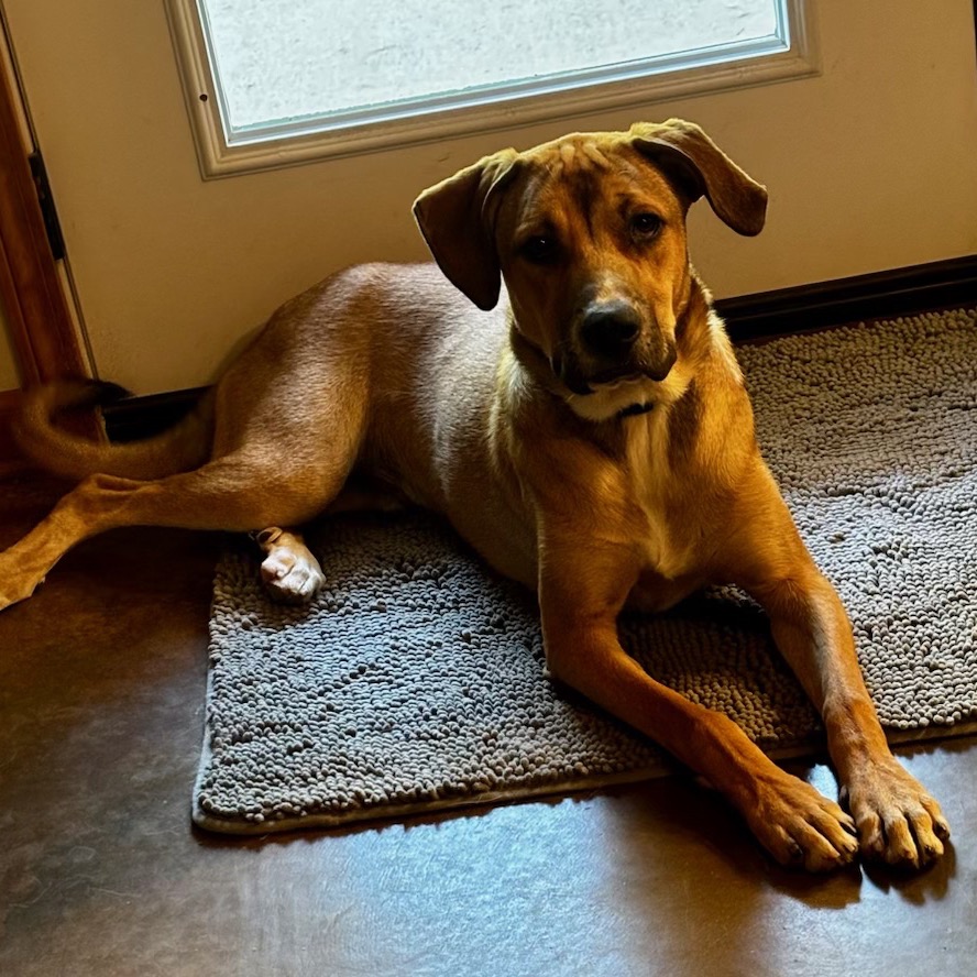 Leo (formerly Pistachio, photo 12
