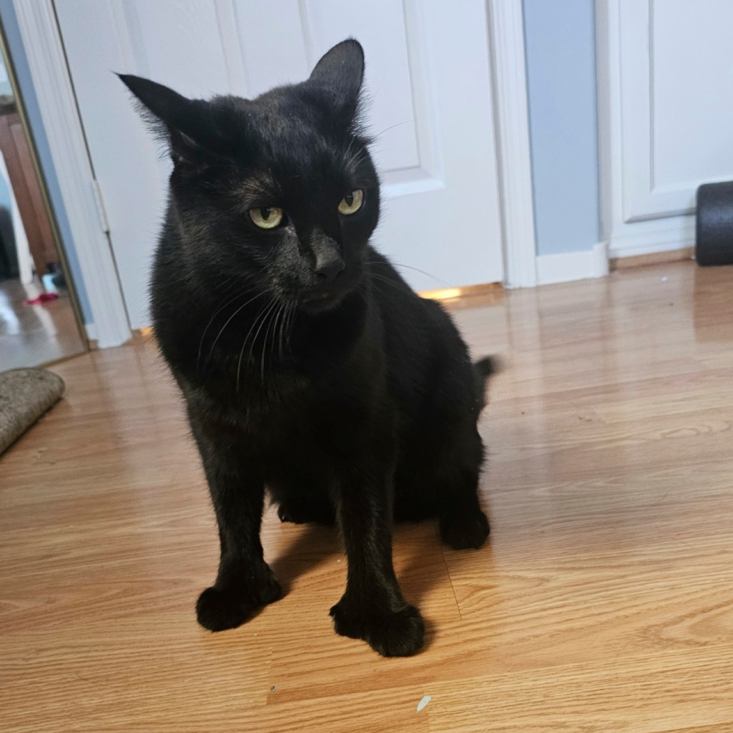 TED - Domestic Shorthair available for adoption