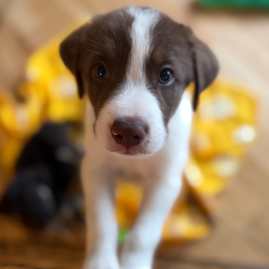 Nash, a black puppy