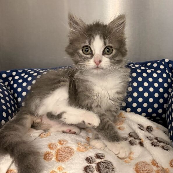 BELLE - Domestic Medium Hair available for adoption