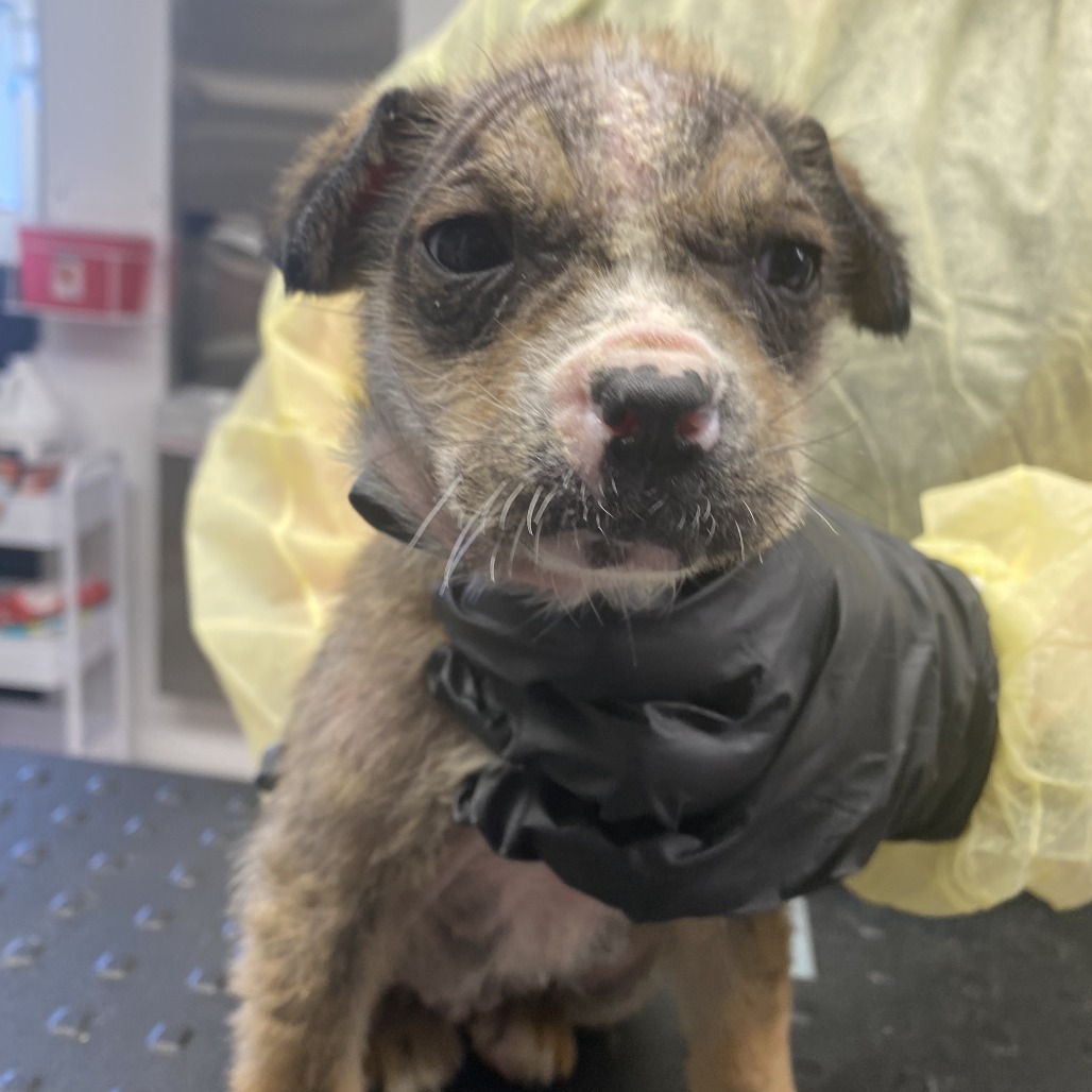 Brioche — thumbnail 3